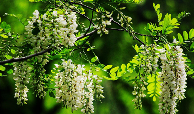 Hạ Áp Khang – Viên Uống Hỗ Trợ Điều Trị Cao Huyết Áp