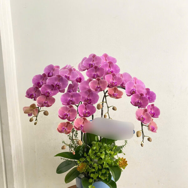 Combo 6 bánh Lục Bảo 1