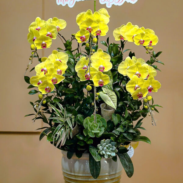 Hoa lan Hồ Điệp vàng