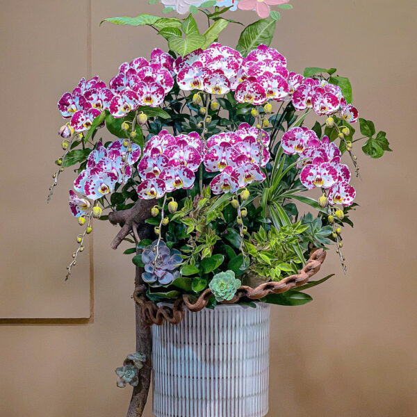 Hoa lan Hồ Điệp trắng chấm hồng