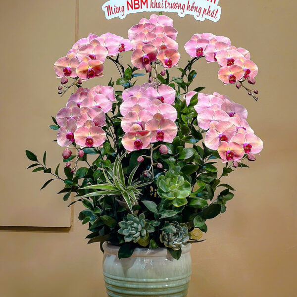 hoa lan hồ điệp hồng