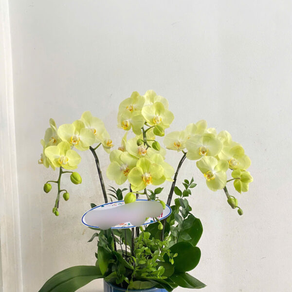 Hoa lan Hồ Điệp